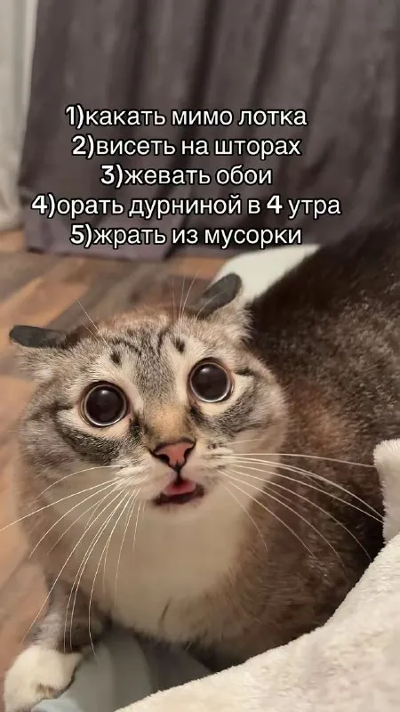 Пять причин завести кота