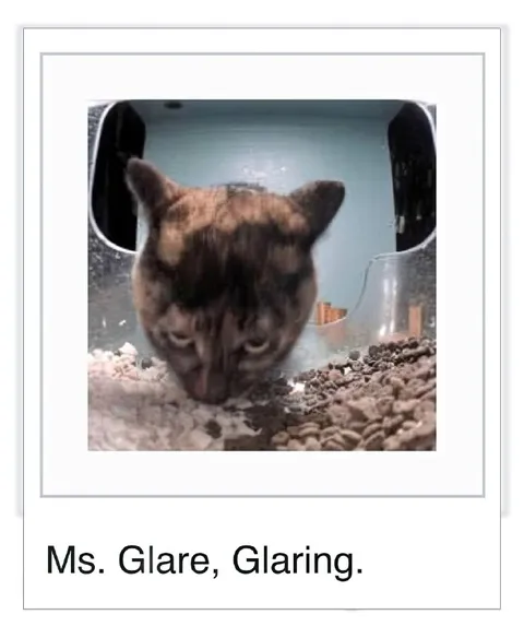 Ms. Glare, Glaring