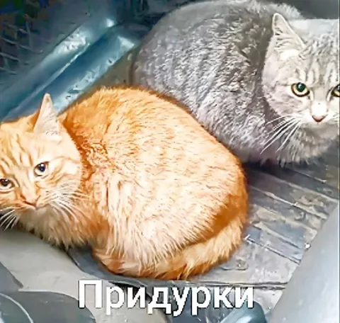 Придурки-коты