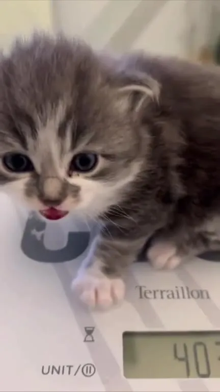 Котёнок на весах