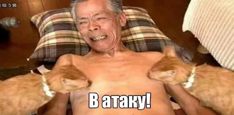В атаку с котами