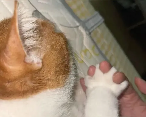 Лапка кота в руке