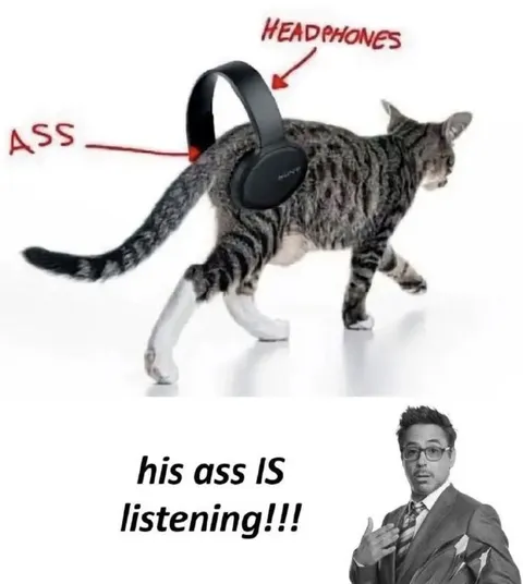 The Cat's Ass Is Listening