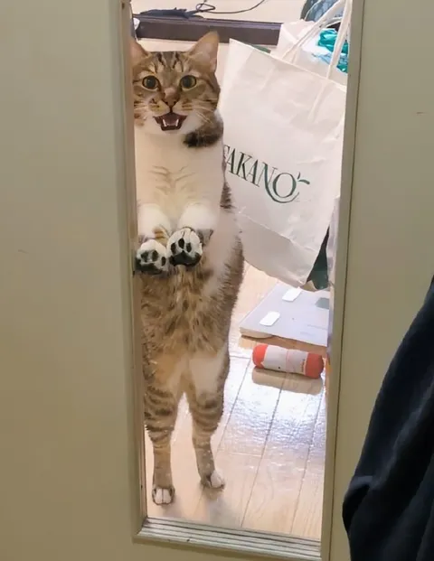 Кот просится в комнату
