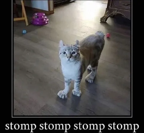 Stomping Cat Approaches