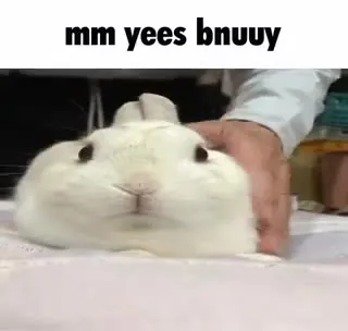 Mm yees bnuuy rabbit