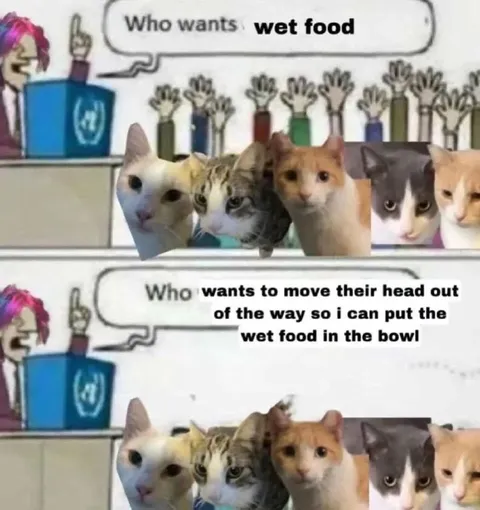 Cats Blocking the Wet Food Bowl