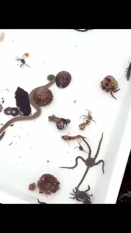 Парад морских жутких созданий