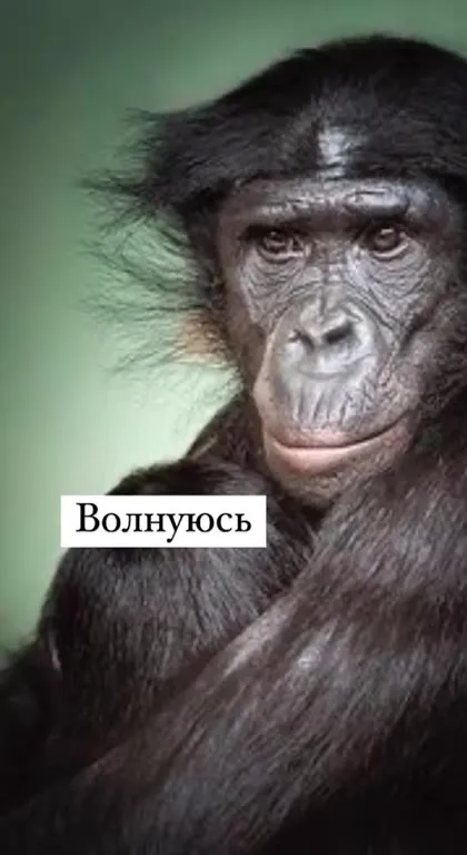 Обезьяна сходила в барбершоп