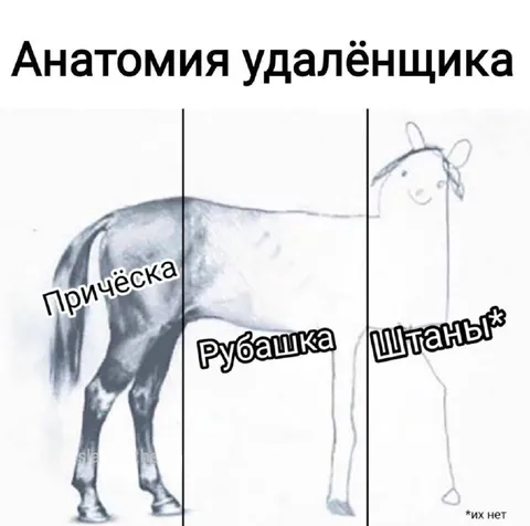 Анатомия удалёнщика