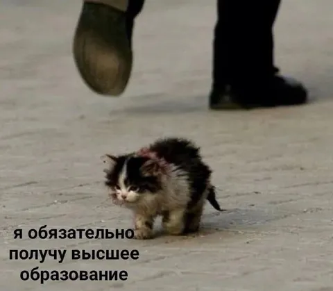 Котёнок и высшее образование