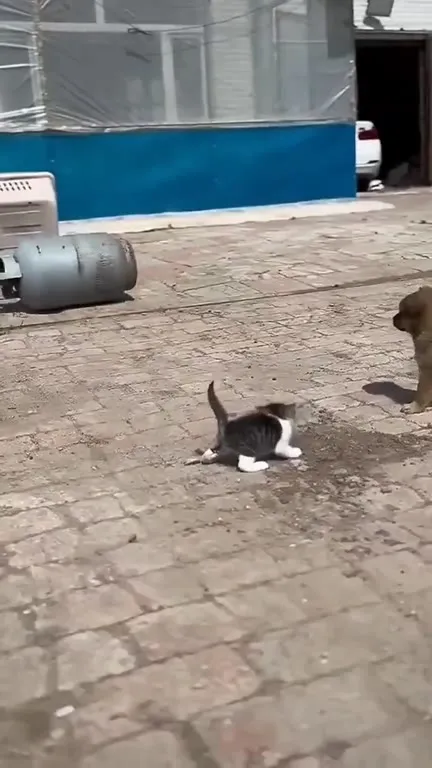 Собака спасает котёнка из миски