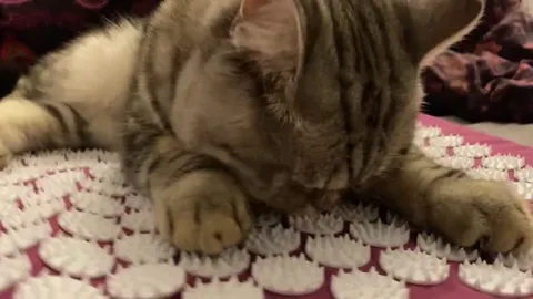 Коты отжимают массажный коврик