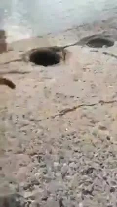 Кот заметил дыру в асфальте