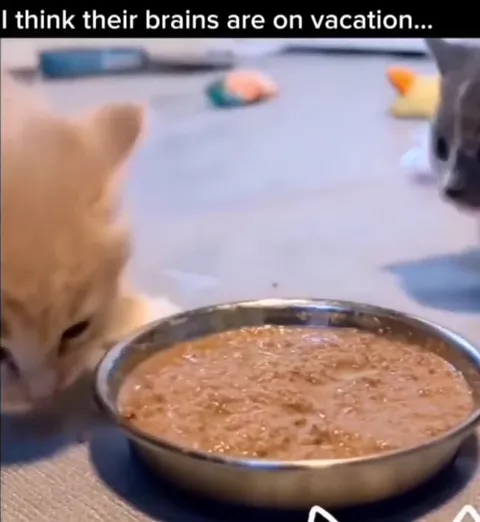 Kittens With Brains on Vacation