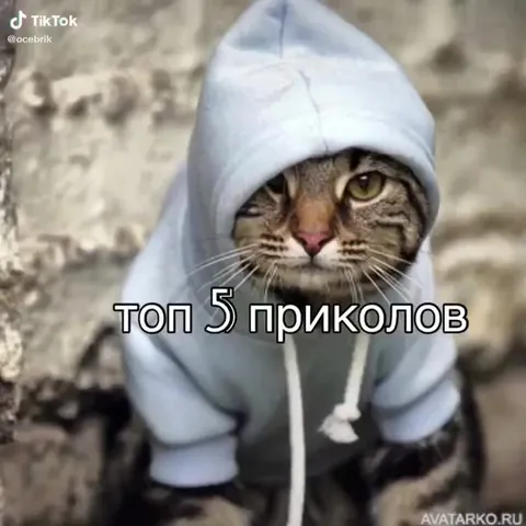 Топ 5 приколов про котов