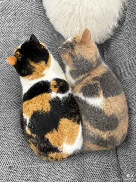 Две кошки лежат рядом