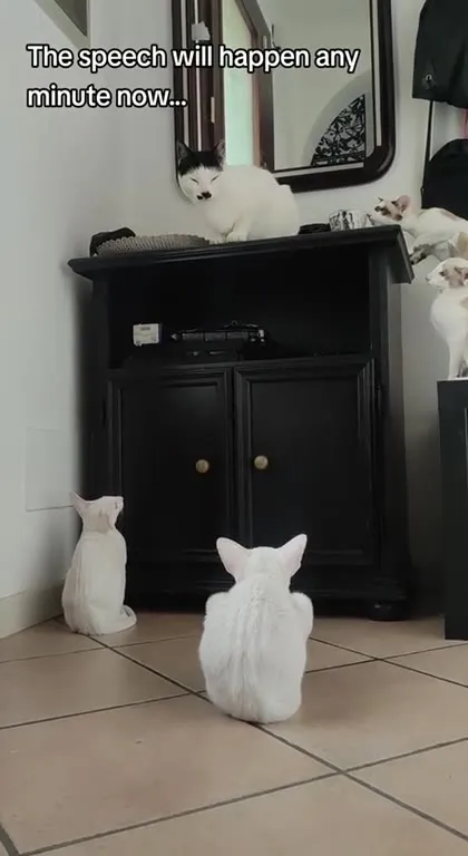 Cats Waiting for the Speech