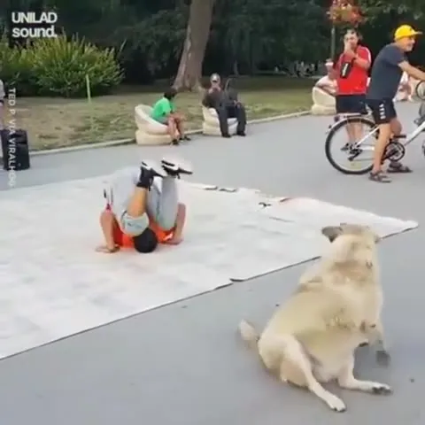 Собака танцует лучше всех