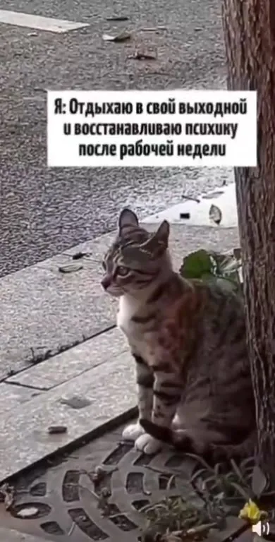 Кот увидел сообщение в рабочем чате