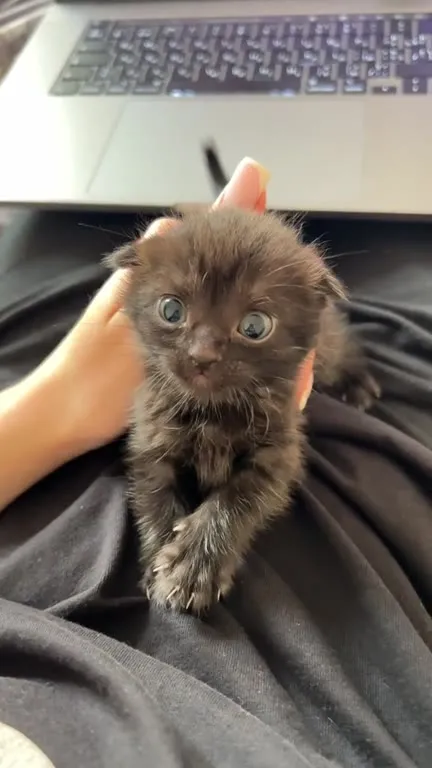 Котёнок не хочет сидеть