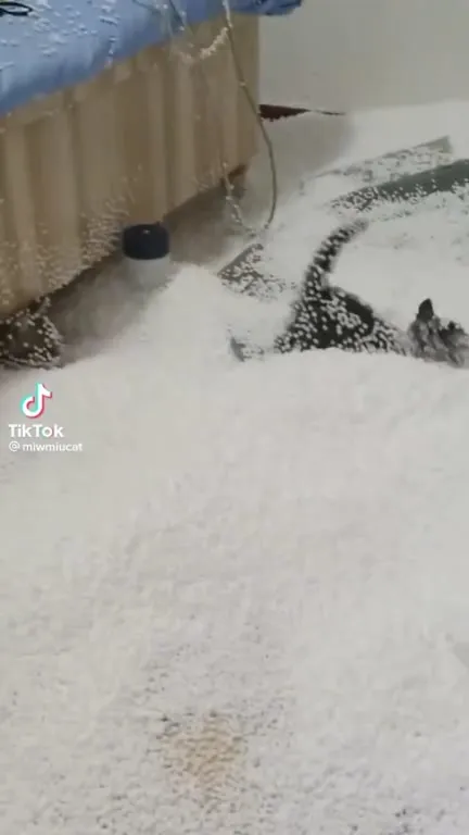 Кот ныряет в пенопласт