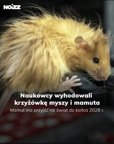 Krzyżówka myszy i mamuta