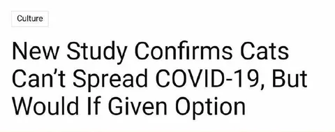 Cats Would Spread COVID-19