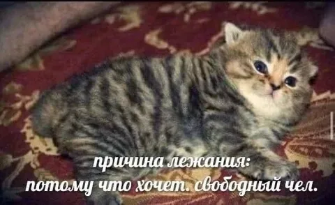 Причина желания — потому что хочет