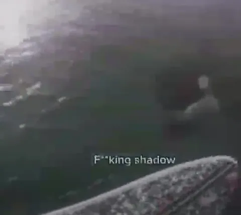 Seal Refuses to Die