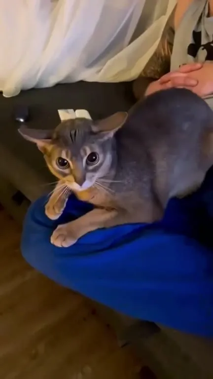 Кот встречает кролика