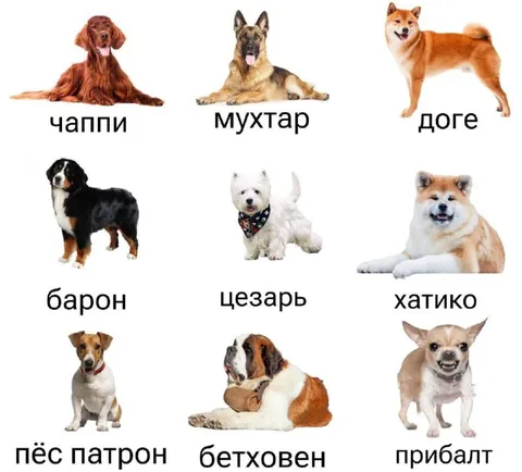 Имена собак из мемов