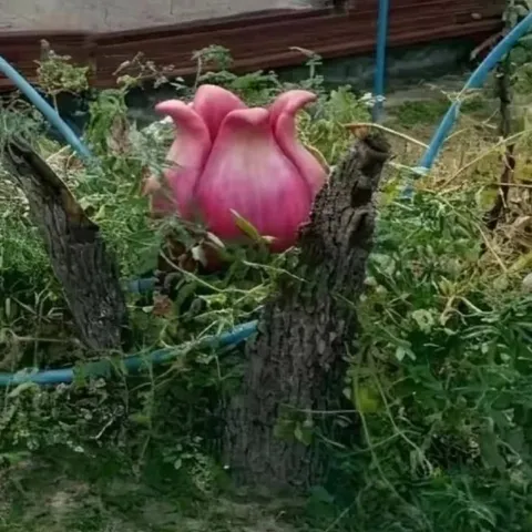 Розовый цветок на пне