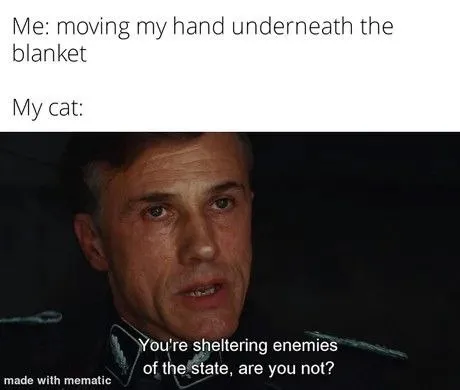 Cat Suspects Hidden Enemies