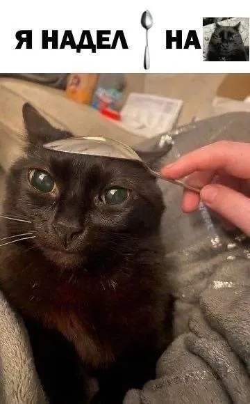 Я надел ложку на кота