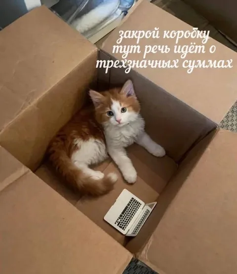 Кот в коробке с большими суммами