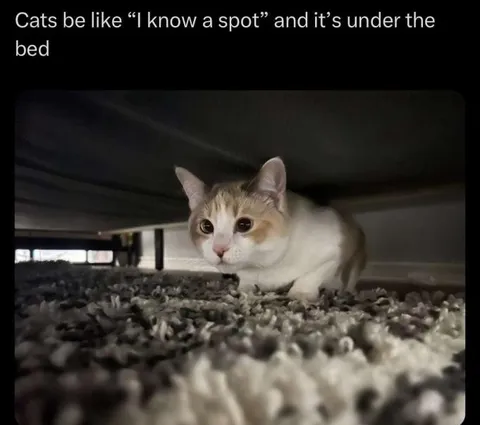 Cats Know a Spot Under the Bed