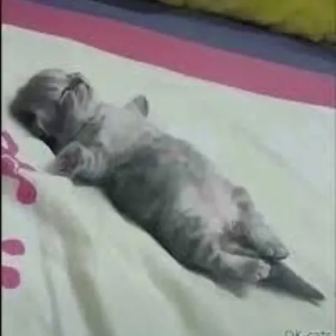 Котёнок растянулся на кровати
