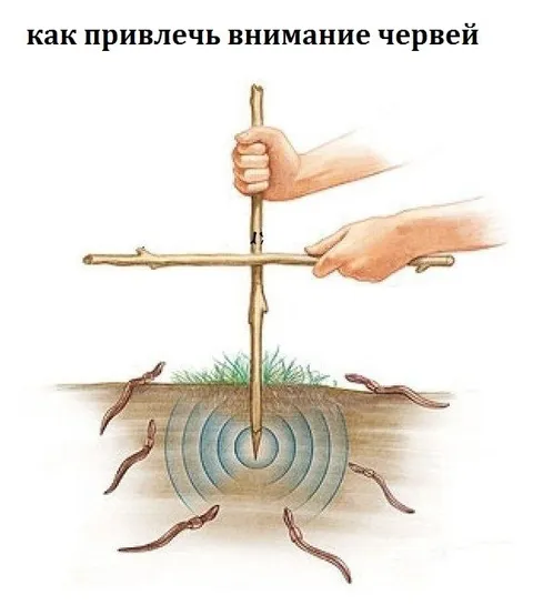 Как привлечь внимание червей