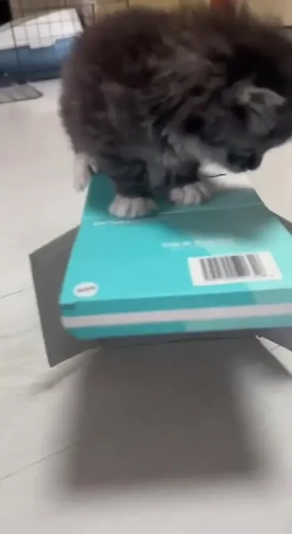 Котёнок на коробке