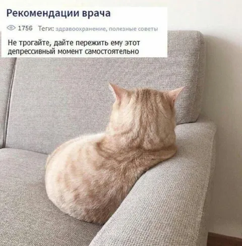 Коту нужно пережить депрессию