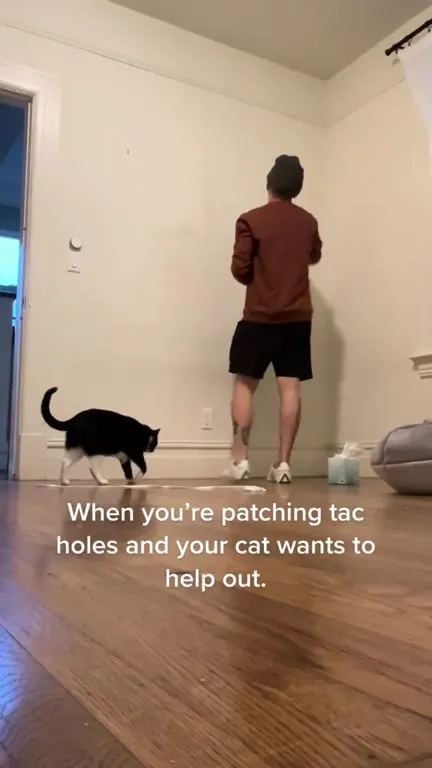 Cat Helps Patch Wall Holes