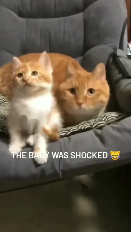 The Baby Was Shocked