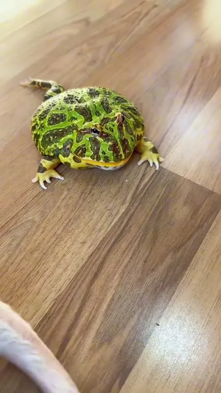 Кот испугался лягушки
