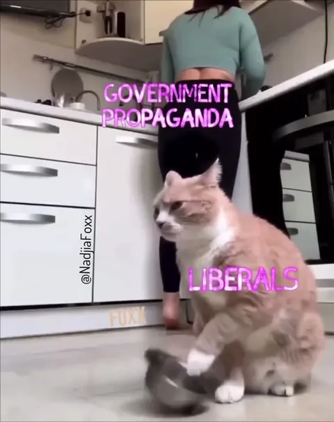 Cat Hammers the Liberal Bowl