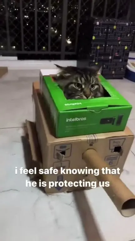 Cat Protecting Us in a Box Tank