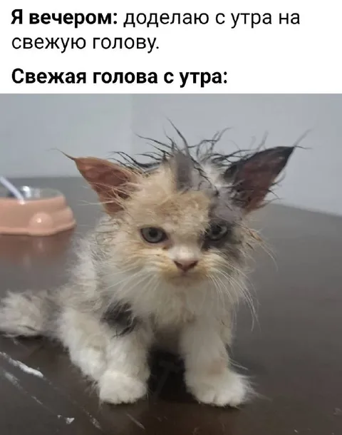 Свежая голова с утра