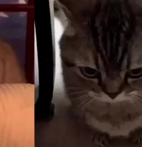 Суровые коты под гитару