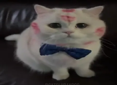 Кот в следах поцелуев