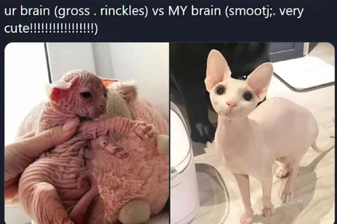 Your Brain Versus My Brain